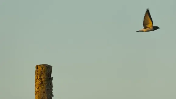 Loot Kaszinó Támogatás